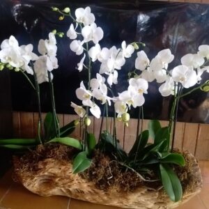 Orchid in a Log-Style Planter in Cancun, real catalog photograph
