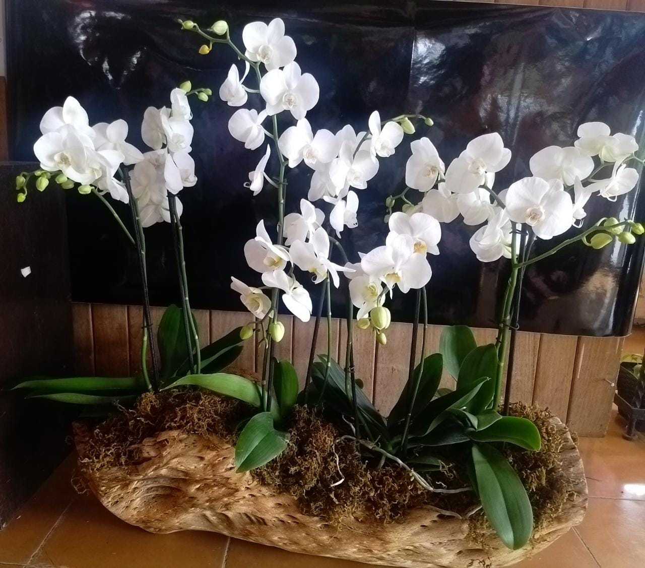 Orchid in a Log-Style Planter in Cancun, real catalog photograph